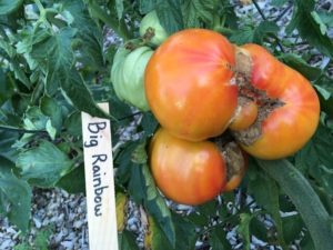 Big Rainbow Tomato by St. Mary's Nutrition Center Lots to Gardens