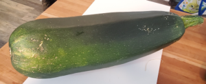 Biggest Zucchini 8 lbs 14 oz by Marsha and Michael Sloan