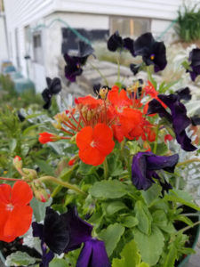 Black Violas and Orange Geranium by Valerie Jackson