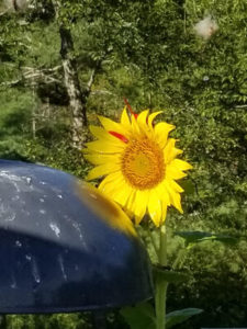 Black oil sunflower planted by chipmunks by Valerie Jackson