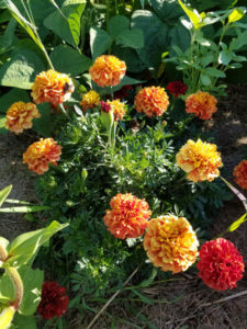 Flowers- Blonde Marigolds by Valerie Jackson