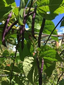 JUDGES' AWARD: Blue Coco Pole Bean by Luana Sena