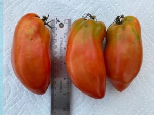 Blue Beech Paste Tomato - orig. seed from Fedco by Hillary McAllister