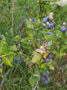 Blue crop high Bush blueberries by Valerie Jackson