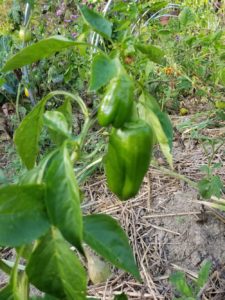 Bountiful peppers by Valerie Jackson