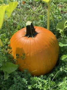 Bowden Pumpkin by Elementary School