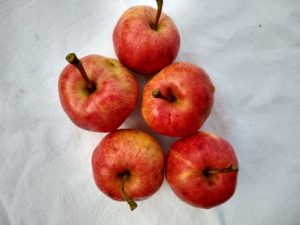 Braeburn apple by Anne Warner