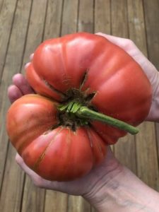 Brandywine Tomato by Kathy Mitchell