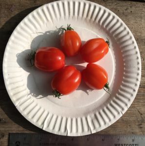 Aosta Valley Tomatoes by Bria Sanborn