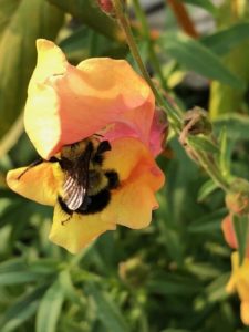 Bumble butt in a Potomac Orange Snapdragon