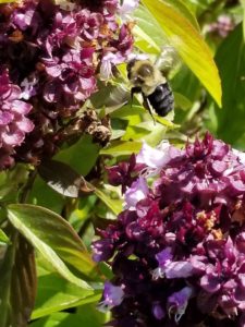 Bumblebee between flowers collecting pollan by Valerie Jackson