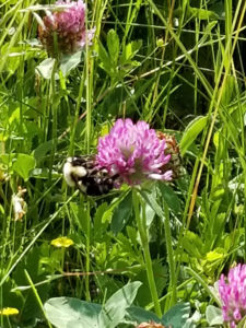 Bumblebee on purple clover by Valerie Jackson