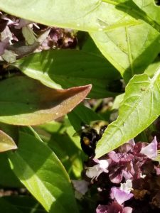 Bumblebee pollinating Basil by Valerie Jackson