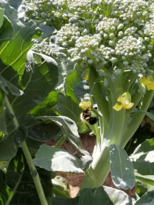 Bumblebee pollinating Broccoli by Valerie Jackson