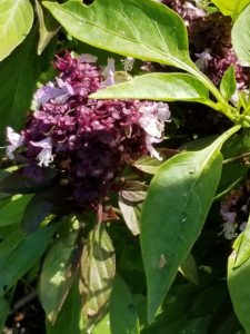 Bumblebee pollinating this basil by Valerie Jackson