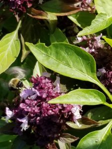 Bumblebee pollinating by Valerie Jackson