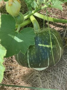 Burgess Buttercup Squash by Troy Elementary School