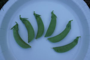 JUDGES' AWARD: Burpee Cascadia Snap Peas by Stephanie Oakes