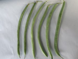 Bush bean Provider by New Maple Master Gardener