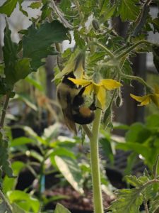 Busy Bumblebee on a tomato blossom by Amy Frances LeBlanc