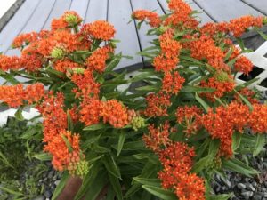 Butterfly Weed by Matthew Dubois