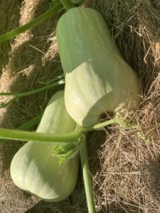 Butterscotch Butternut Squash by Troy Elementary School