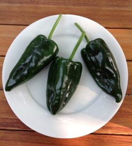 JUDGES' AWARD: Caballero Ancho/Poblano Hot Pepper by Martha Fenn King