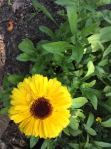 Calendula, Pacific Beauty by Lindsey Schortz