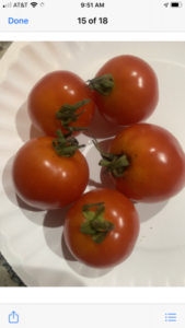 Campari Tomatoes from saved seed by Jo Eaton