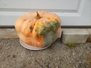 Candy Roaster Squash (Cucurbita maxima) 20 pounds by Jason Eisenhuth