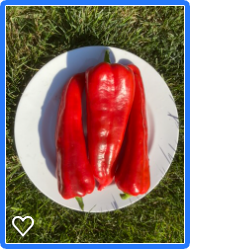 Carmen peppers on 10" plate by Peter Garrett