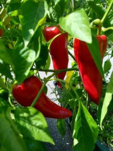 Carmen sweet pepper by Anne Warner