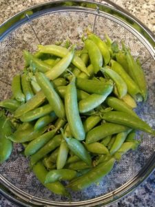 Cascadia snap pea by Anne Warner