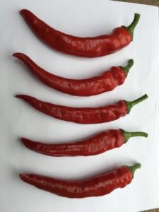 Cayenne Pepper - Red Ember by Rosey Guest