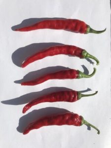 Cayenne Peppers by Martin Woods Farm