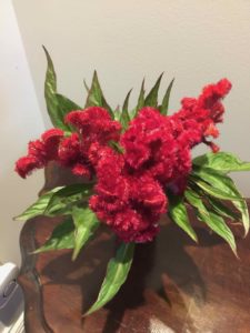 Celosia Cockscomb by Mary Davis