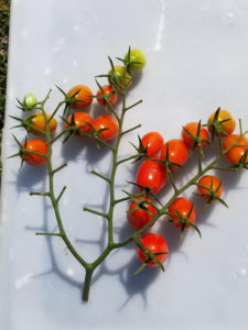 Cherry tomatoes 100 2 by Valerie Jackson