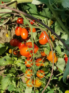 Cherry tomatoes 100 by Valerie Jackson