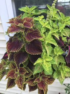 Coleus, 'Coleosaurus' and 'River Walk' by Matthew Dubois