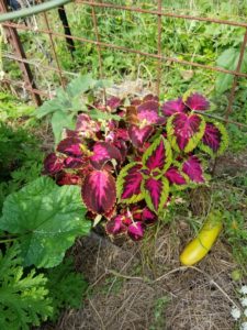 Coleus by Valerie Jackson