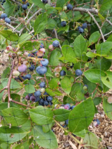 Collins Highbush Blueberries by Valerie Jackson