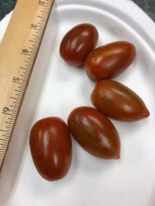 Copper Beauty Grape/Cherry Tomato by Amy Frances LeBlanc