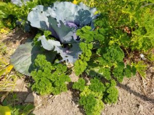 Curly leaf parsley by Valerie Jackson