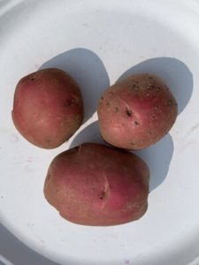 Dark Red Norland Potatoes by Morse Memorial Elementary School