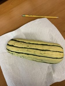 Delicata squash-winter (grown from heirloom seeds) by Lois Miller