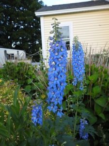 Delphinium, Summer Skies by Matthew Dubois