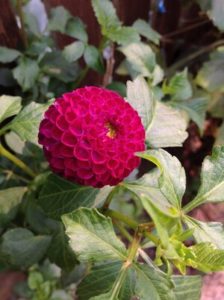 Dot Com Dahlia by Martha Fenn King