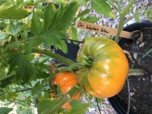 Dr. Wyches Yellow tomato by St. Mary's Nutrition Center Lots to Gardens