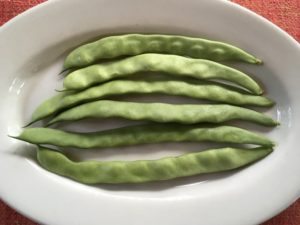 Early Riser bean by Martha Gottlieb