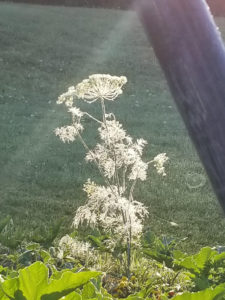 Early morning dew on dill by Valerie Jackson